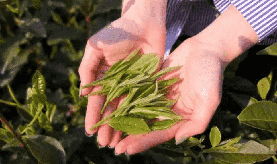 福安白茶与福鼎白茶哪个好