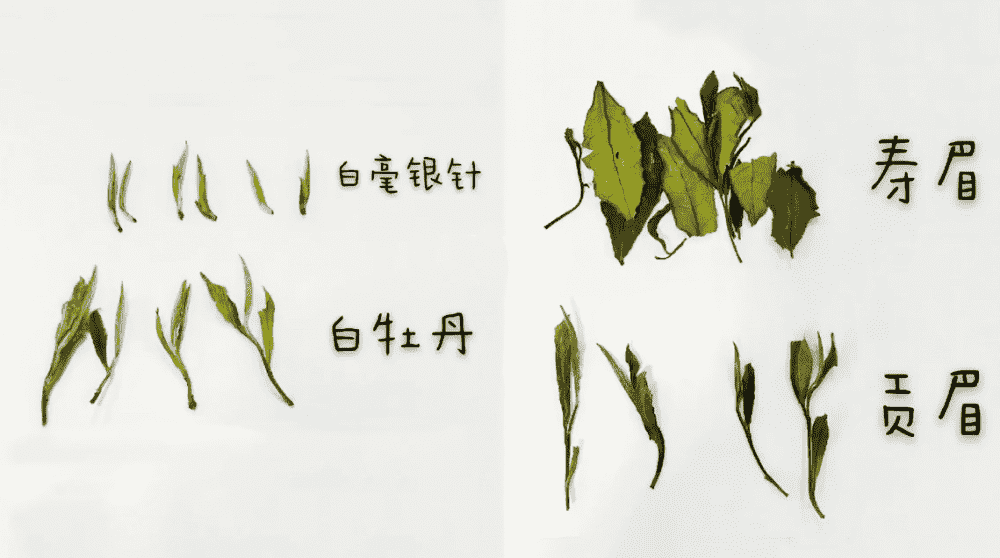 福安白茶与福鼎白茶哪个好