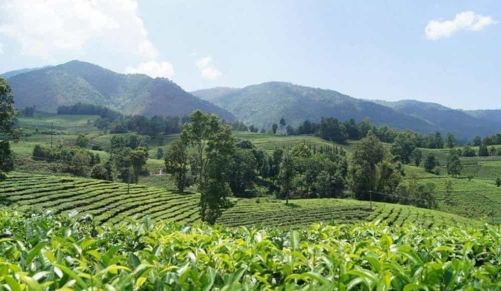 中国四大茶产区简单概括