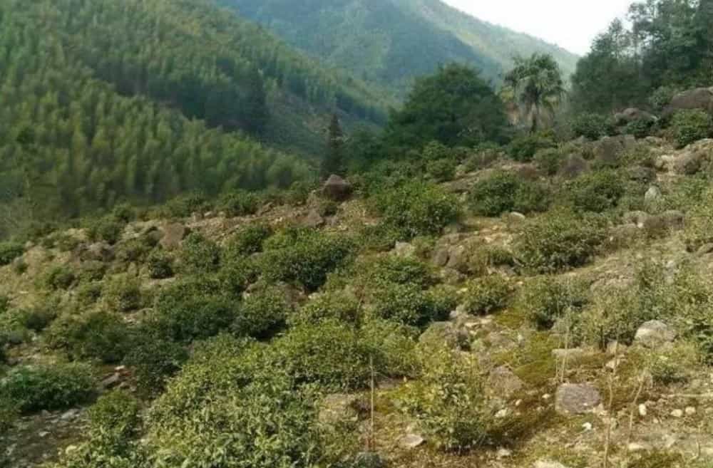 福建茶叶品种丰富的自然原因