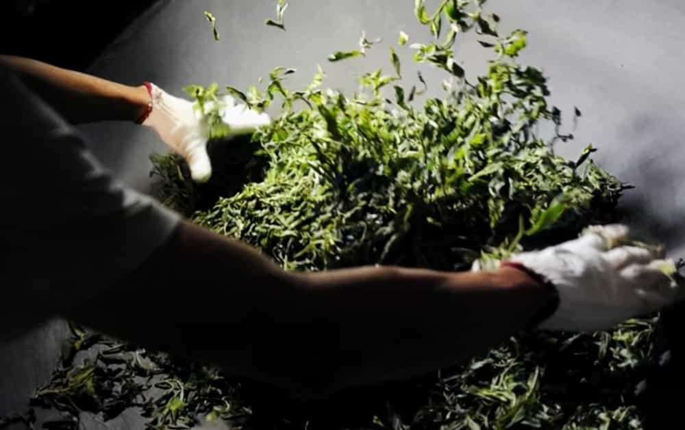 绿茶口感特点