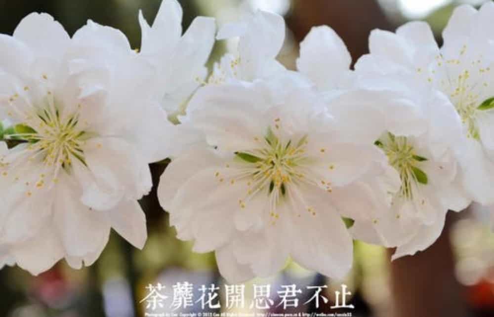 茶糜是什么意思