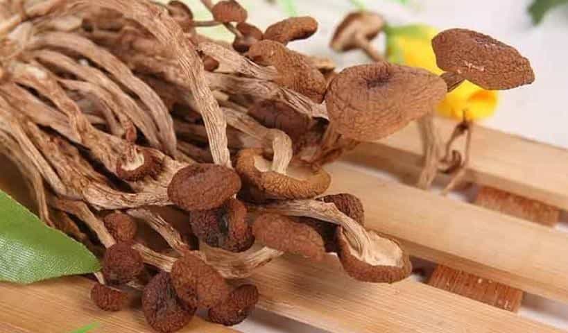 茶树菇不适宜人群