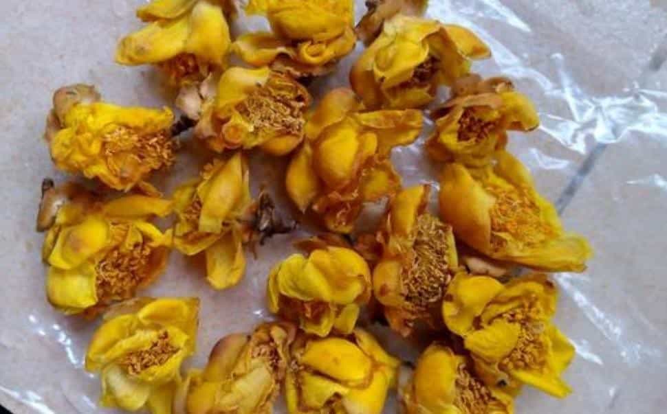 什么人不能喝金花茶