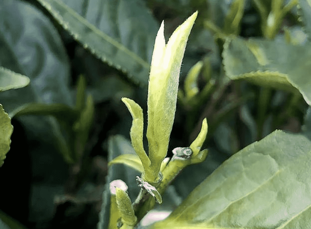 牡丹王是什么茶有哪些特点