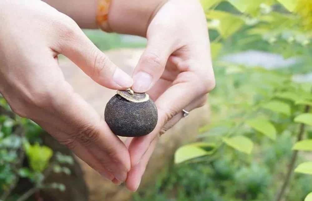 小青柑那里产的最好