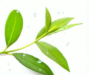 井冈山绿茶：生态文化之旅