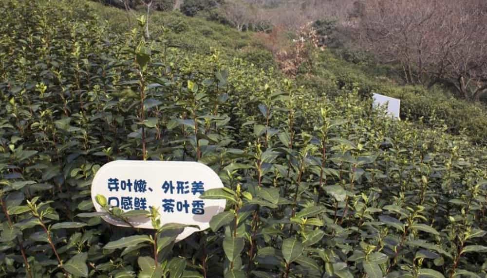 果茶间作的方式的茶叶是