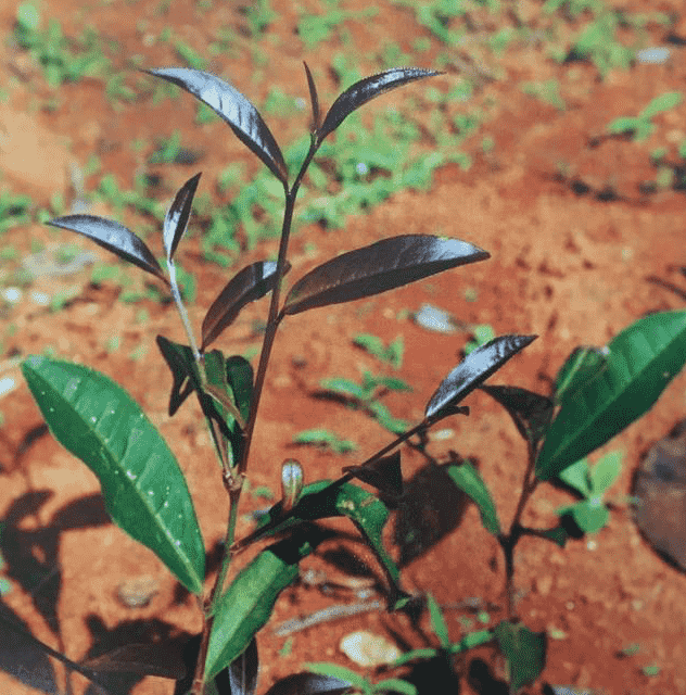 紫娟茶属于哪类茶系