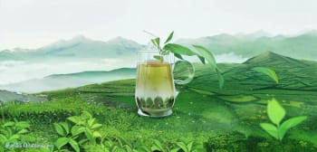 探寻英山绿茶的历史与传承：品味百年绿茶文化