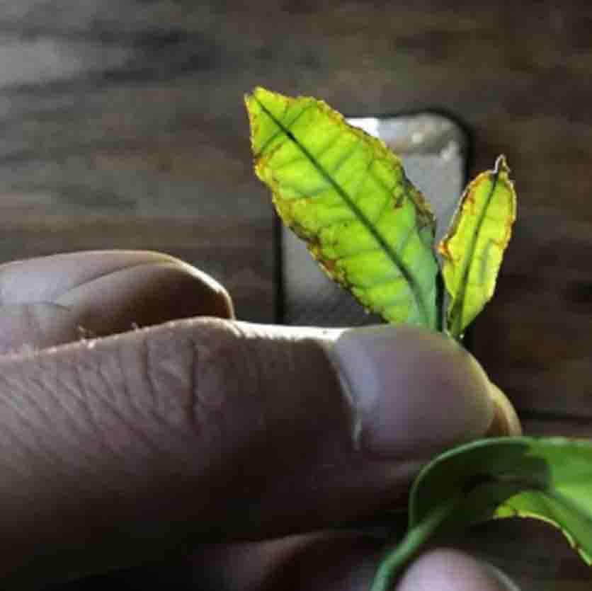 大红袍原产地哪里