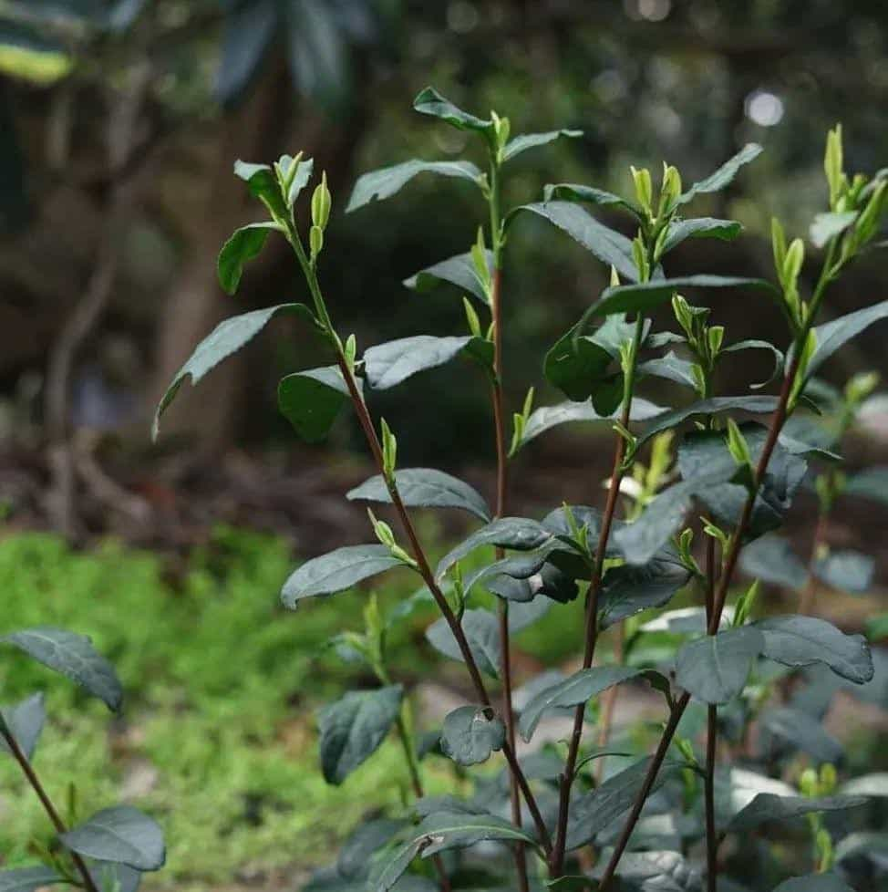 洞庭碧螺春茶的特点