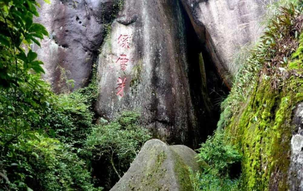 福鼎白茶属于什么茶