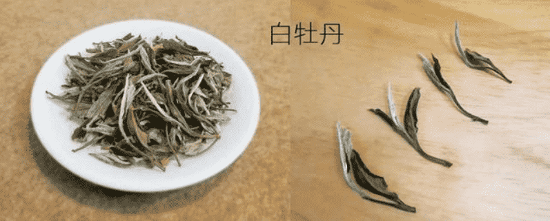 福鼎白茶属于什么茶