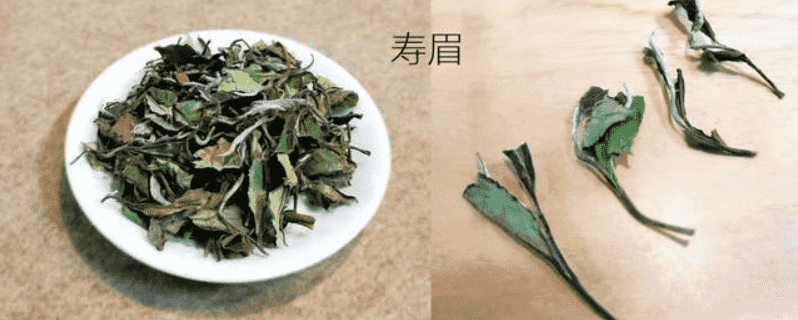 福鼎白茶属于什么茶