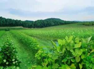 糯米香普洱茶500克价格预估