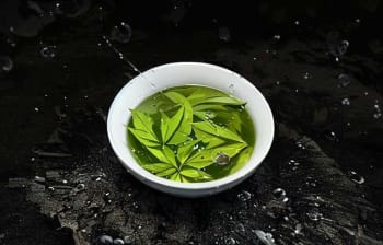 菊花绿茶的健康之道